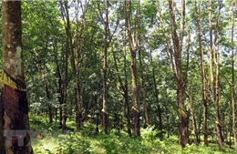 Thu hồi dự án trồng cao su của Tập đoàn Đức Long Gia Lai