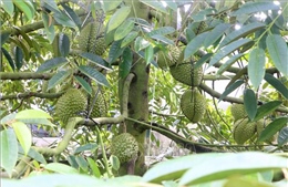 Giữ đà tăng trưởng cho sầu riêng bằng nền tảng bền vững