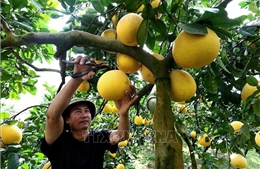 Phú Thọ ưu tiên cho vùng chuyên canh bưởi xuất khẩu