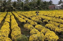 Hoa cúc mâm xôi hút hàng ngày giáp Tết