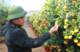 Sắc xuân rộn ràng trên những làng hoa, cây cảnh