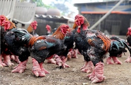 Đặc sản gà Đông Tảo hút khách dịp Tết