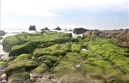 Mùa rêu xanh ở bãi biển Cổ Thạch