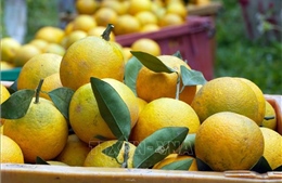 Từ vườn cam đến làng hoa vào vụ Tết