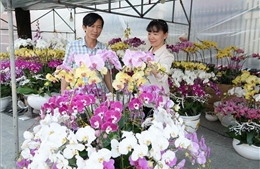 Rực rỡ sắc Xuân Bính Ngọ 2026