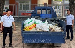 TP Hồ Chí Minh phát hiện, xử lý vụ vận chuyển gà chết đi tiêu thụ