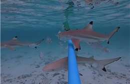 Vịnh Maya - Thiên đường sống của cá mập vây đen