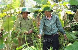 Ngân hàng gen sống cải tiến cây lúa trồng trọt