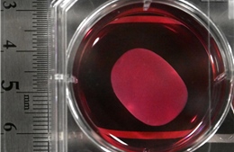 Chuyên gia lo ngại về thuốc tế bào gốc đột phá của Nhật Bản