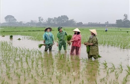 Tranh thủ mưa Xuân thuận lợi, nông dân hối hả xuống đồng gieo cấy