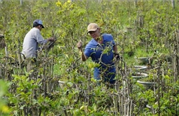 Nhà vườn tất bật chăm mai sau Tết