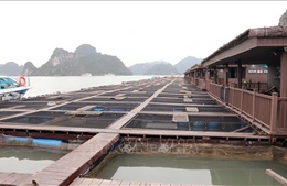 Hải Phòng thúc đẩy nuôi biển công nghiệp