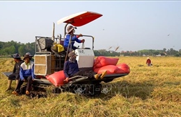 Liên kết chuỗi, nâng tầm giá trị nông sản