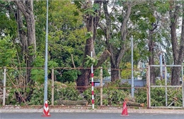 Cần Thơ di dời cây xanh lấy mặt bằng thi công thư viện thành phố