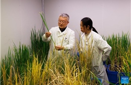 Thử nghiệm biến lúa thành cây trồng lâu năm