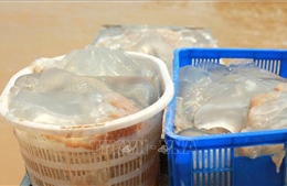 Ngư dân 'trúng vụ' khai thác sứa biển