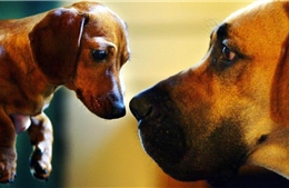 Phát hiện ADN cổ hé lộ lịch sử gắn bó lâu đời của con người với 'người bạn 4 chân'