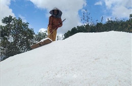 Diêm dân thu nhập tăng 30% nhờ ứng dụng công nghệ trải bạt 