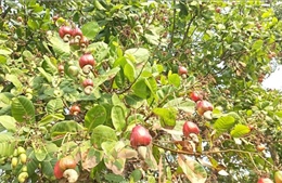 'Thủ phủ điều' đứng trước nguy cơ 'được giá, mất mùa'