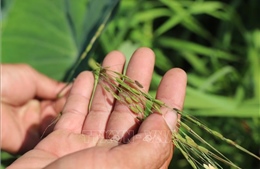 Bảo tồn lúa hoang - giữ gìn 'ngân hàng gen sống' cho tương lai