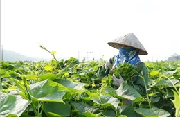 Liên kết theo chuỗi, nâng tầm giá trị nông sản