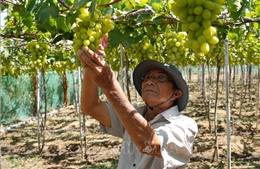 Ứng dụng công nghệ nâng cao giá trị nông sản, mở rộng thị tường