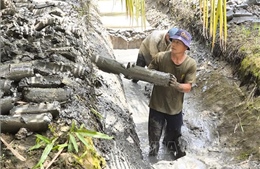 Nông dân linh hoạt 'né mặn' trong cao điểm mùa khô