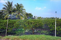 Cơ hội phát triển kinh tế hợp tác xã bền vững và những yêu cầu đổi mới