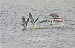 Loài chim quý hiếm trở lại Vườn Quốc gia Tràm Chim sau nhiều năm vắng bóng