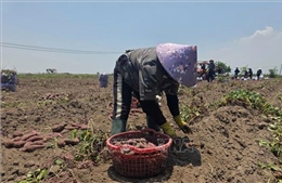 Cung vượt cầu, giá khoai lang tại Gia Lai giảm sâu