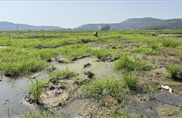 Đất lúa bỏ hoang do nhiễm mặn tại Đắk Lắk: Sớm hoàn thành các công trình thủy lợi phục vụ sản xuất