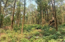 Thanh Hóa phòng chống cháy rừng mùa cao điểm tại các khu du lịch 