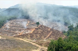 Quảng Trị khống chế vụ cháy thực bì, ngăn nguy cơ cháy lan sang rừng sản xuất