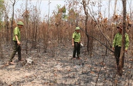 Làm rõ phương thức, thủ đoạn khai thác rừng khu vực giáp ranh của tỉnh Gia Lai