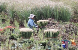 Phát triển vùng chuyên canh cây sả ở các xã cù lao