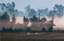 Vẻ đẹp thơ mộng miền quê Cần Thơ trong sương sớm 
