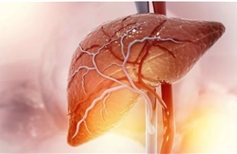 Lập bản đồ gene gan người, hé lộ cơ chế bệnh gan nhiễm mỡ