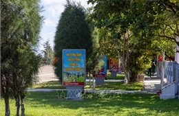 Ở Trường Sa, cây cũng 'học làm lính'