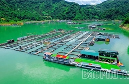 Khai thác hiệu quả tiềm năng nuôi cá lồng trên lòng hồ Hòa Bình