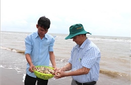 Nghề nuôi nghêu Vĩnh Long đối diện nguy cơ suy giảm hiệu quả