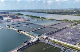 Doanh nghiệp tôm kiến nghị 'nới lỏng' hạn mức đất đai để đầu tư sản xuất lớn