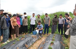 Phát triển cây dược liệu thành ngành hàng hóa chủ lực dưới tán rừng