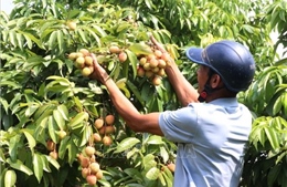 Bộ Công Thương vào cuộc hỗ trợ tiêu thụ, xuất khẩu quả vải