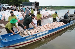 Hơn 100 tấn cá chết trên hồ Trị An