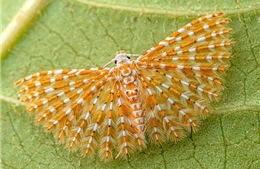 Phát hiện hàng chục loài sinh vật mới tại 'vùng trắng' sinh thái của châu Phi