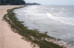 Lần đầu tiên, bãi biển Hồ Tràm tràn ngập lục bình và rác thải đại dương