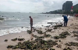 TP Hồ Chí Minh: Thu gom hàng chục tấn lục bình tràn vào bãi tắm Bãi Trước