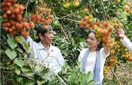 Mùa trái chín ở Đồng Nai, nông dân tăng thu nhập nhờ du lịch vườn