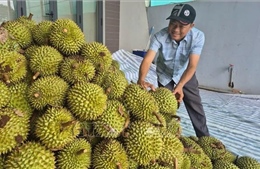 Sôi động 'chợ' sầu riêng Nghĩa Trung