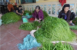 Liên kết chuỗi giá trị, nâng sức cạnh tranh cho hợp tác xã